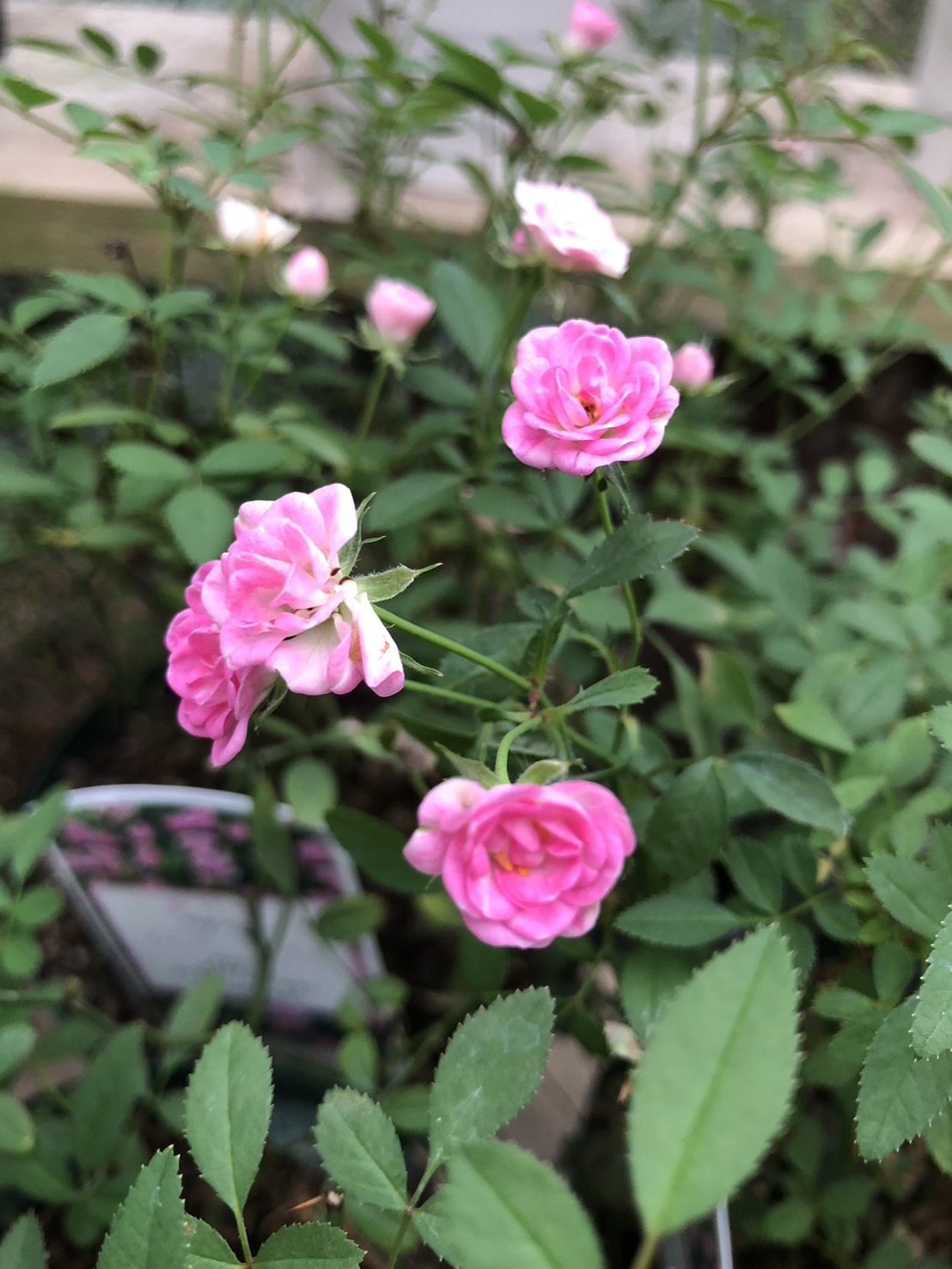 楽天市場】はれるや【ミニバラ苗】四季咲き バラ苗 花壇 花 バラ 薔薇