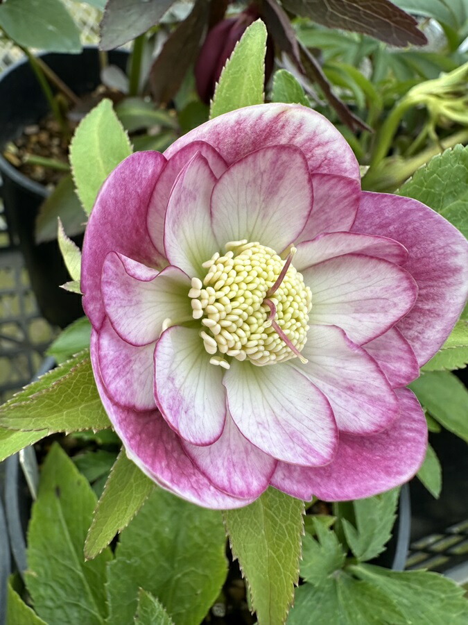 楽天市場】クリスマスローズ・ニゲル 'フルール・ド・ノエル' ピンク