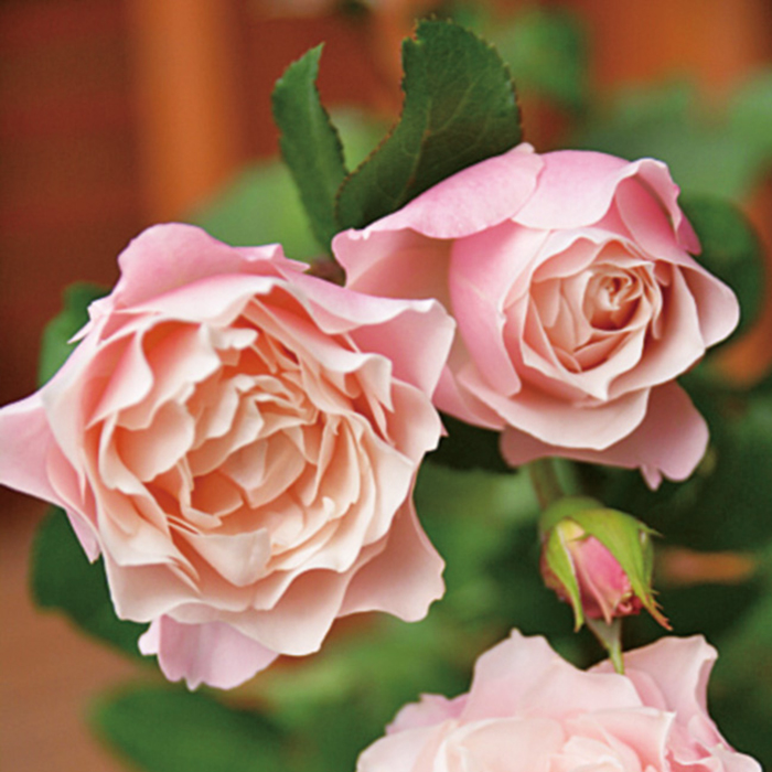 バラ苗(入手困難希少品種) 超激レア種 接ぎ木大苗 Amazon.co.jp: 薔薇の苗