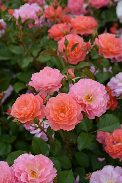 楽天市場 トロイメライ 大苗 7号鉢植え バラ苗 農林水産省 登録品種 四季咲き ロサ オリエンティス 大神ファーム