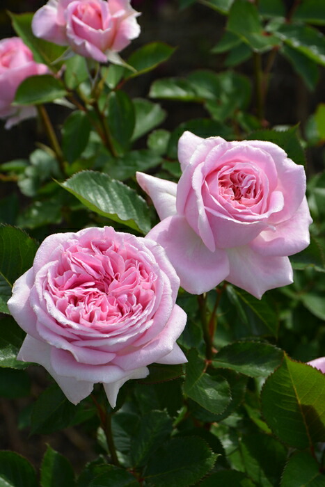 レコード6枚売りバラ売り可能！ 楽天市場】送料無料【メアリー レノックス 6号鉢 秋開花株】鉢植え