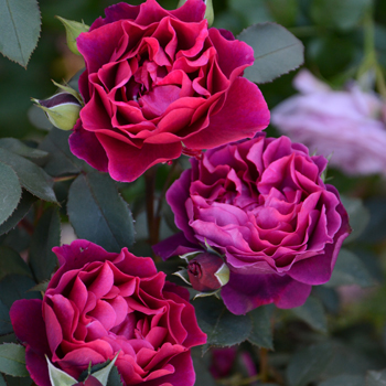 バラ大苗 シャンパーニュ 正規品 冬季大苗】バラ苗 シャンパーニュ 国産苗 6号鉢植え品［農林水産省