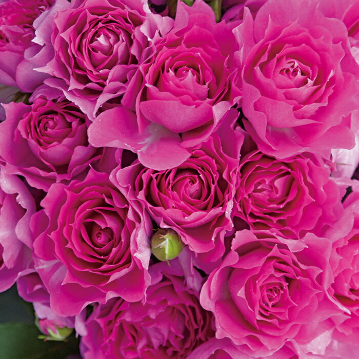 楽天市場】シャンパーニュ（大苗予約）7号鉢植え バラ苗 《農林水産省