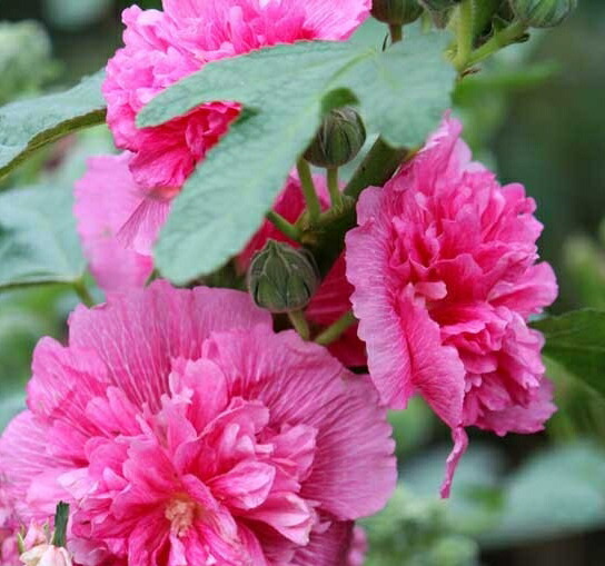 楽天市場 アルセア ホリホック タチアオイ 立葵 宿根草 ダブル 八重咲き ピンク 大神ファーム