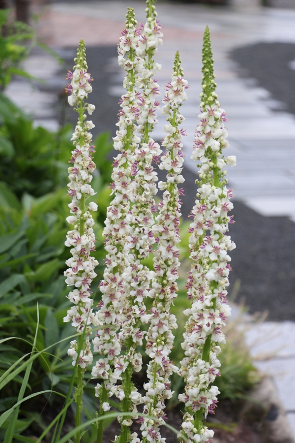 バーバスカム　’ウエディングキャンドルズ’　白花 　宿根草 | 大神ファーム