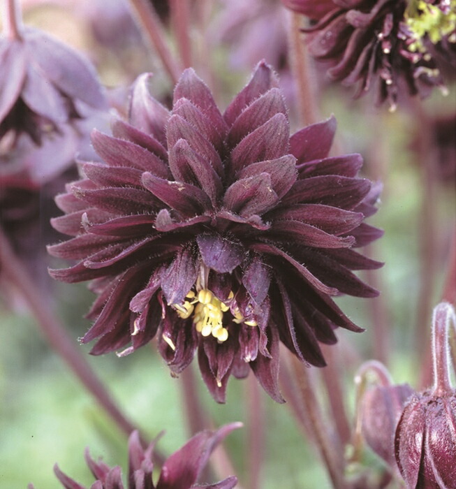 楽天市場】西洋オダマキ4号サイズ 2鉢セット 多年草 鉢花 鉢植え 販売