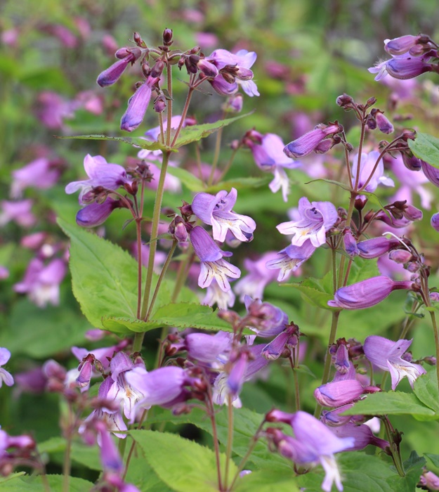 楽天市場】宿根バーベナ 'バンプトン' 宿根草 10.5cmポット : 大神ファーム