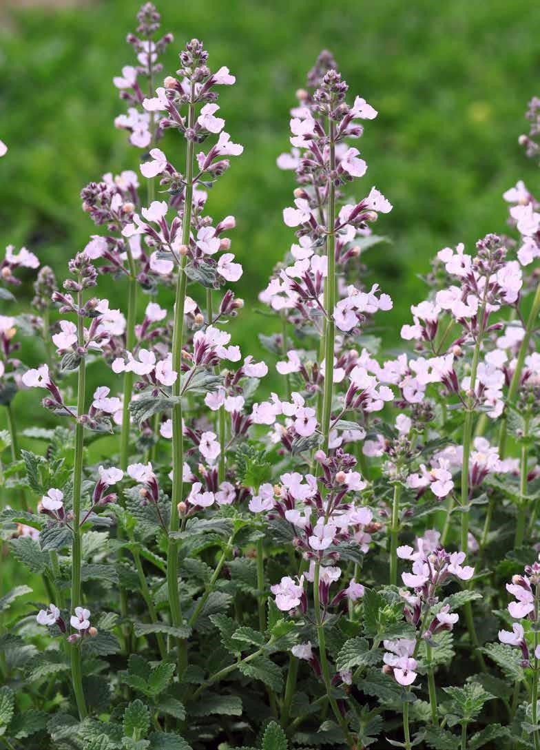 楽天市場】宿根バーベナ 'バンプトン' 宿根草 10.5cmポット : 大神ファーム