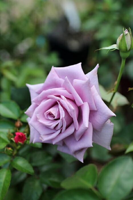 楽天市場】ブルー・ムーン（大苗予約）7号鉢植え 四季咲き大輪系