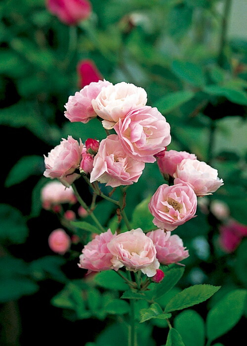 楽天市場】バラ 苗 【つるバラ 群舞 (CL) 小輪 一季咲き