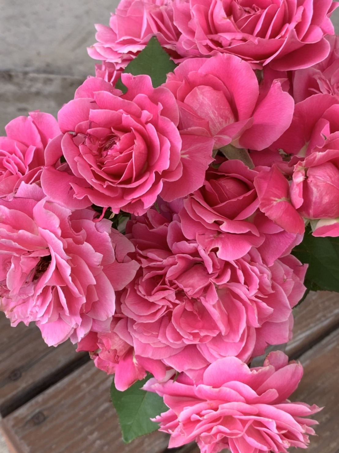 楽天市場】銘仙（めいせん）（大苗予約）7号鉢植え 四季咲き中輪