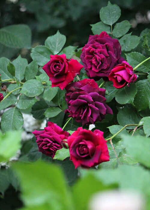 楽天市場】ユキコ （大苗予約）7号鉢植え ハイブリッドウィクラナ 春