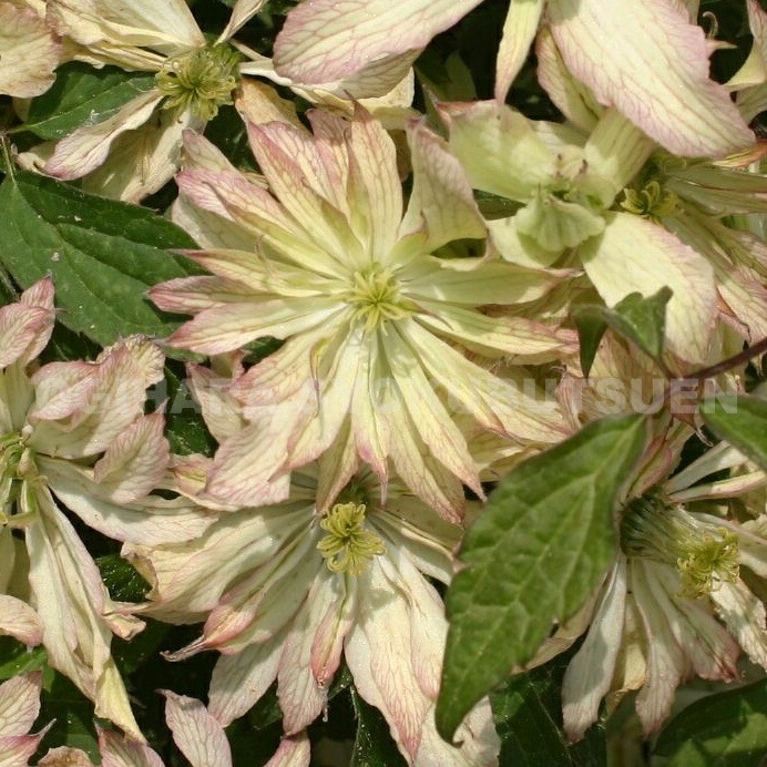 楽天市場 クレマチス モンタナ プリムローズスター １年苗 おぎはら植物園