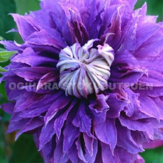 クレマチス　フェアリーブルー　挿し穂　3本+ 大輪クレマチス（早咲き大輪）【フェアリー ブルー】 商品詳細