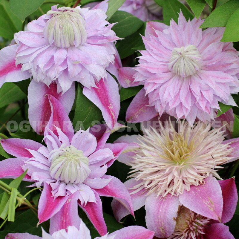 クレマチス　フェアリーブルー　挿し穂　3本+ クレマチス フェアリーブルー