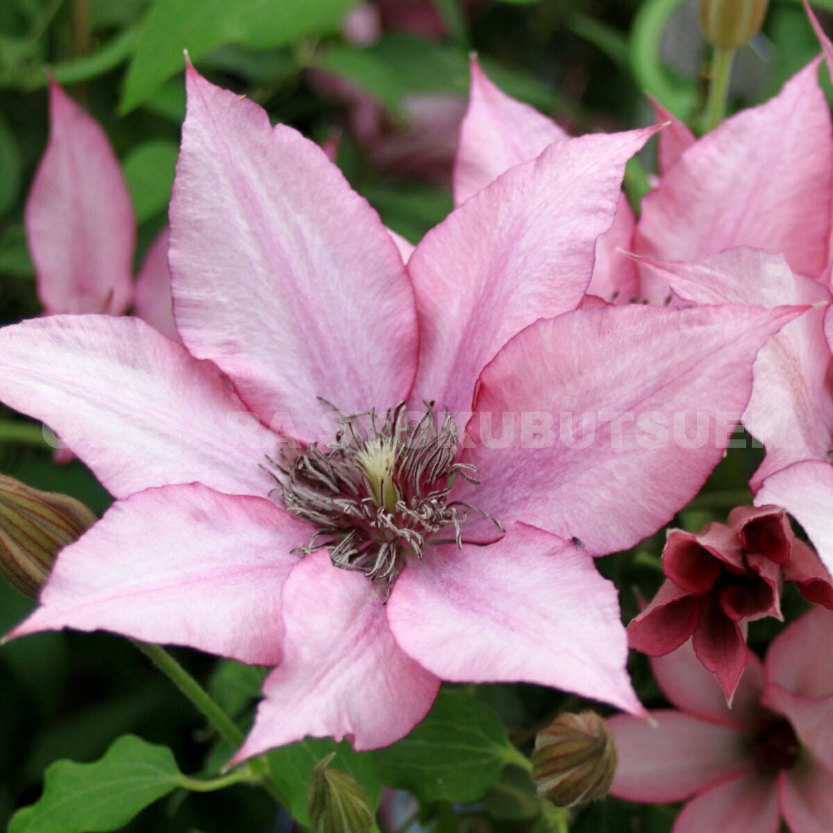 楽天市場 クレマチス ジゼル ２年苗 おぎはら植物園