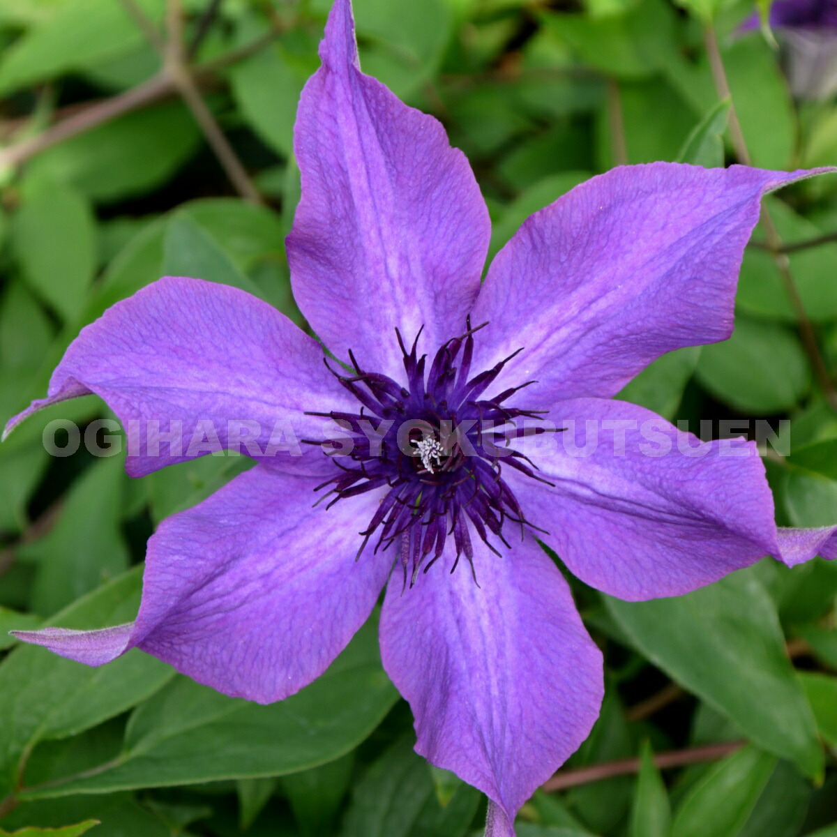 楽天市場】クレマチス 'フェアリー ブルー' 2年苗 : おぎはら植物園