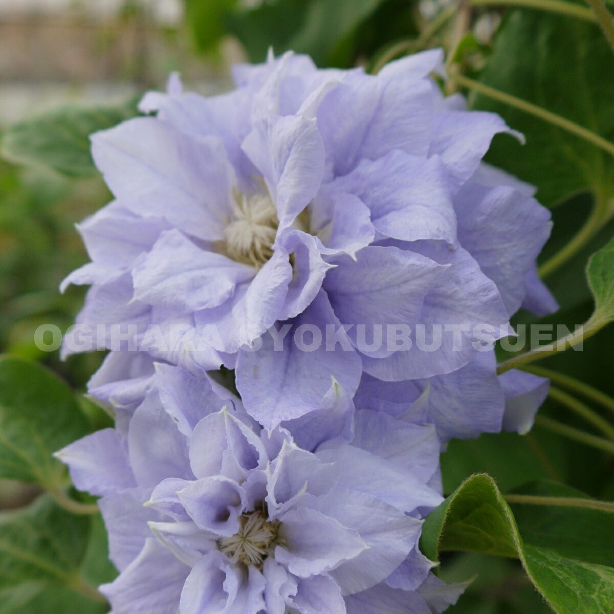 楽天市場】クレマチス モンタナ 'プリムローズ スター' 1年苗 : お