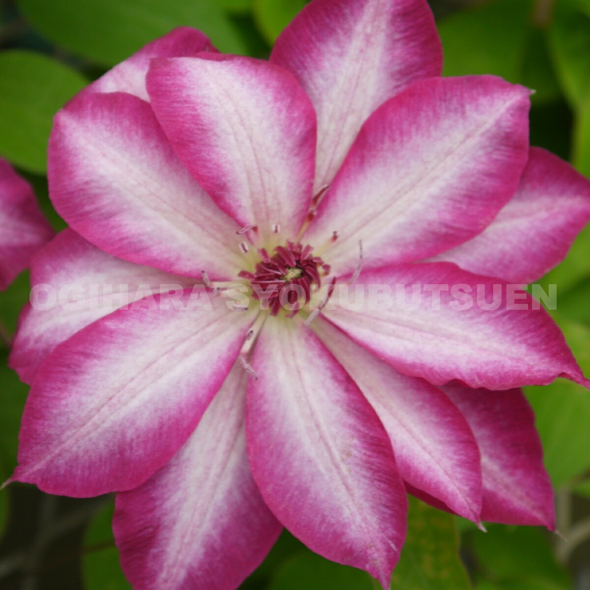 クレマチス　ホワイト・ライト 楽天市場】クレマチス 'ホワイト ライト' (PVP)2年苗 : お