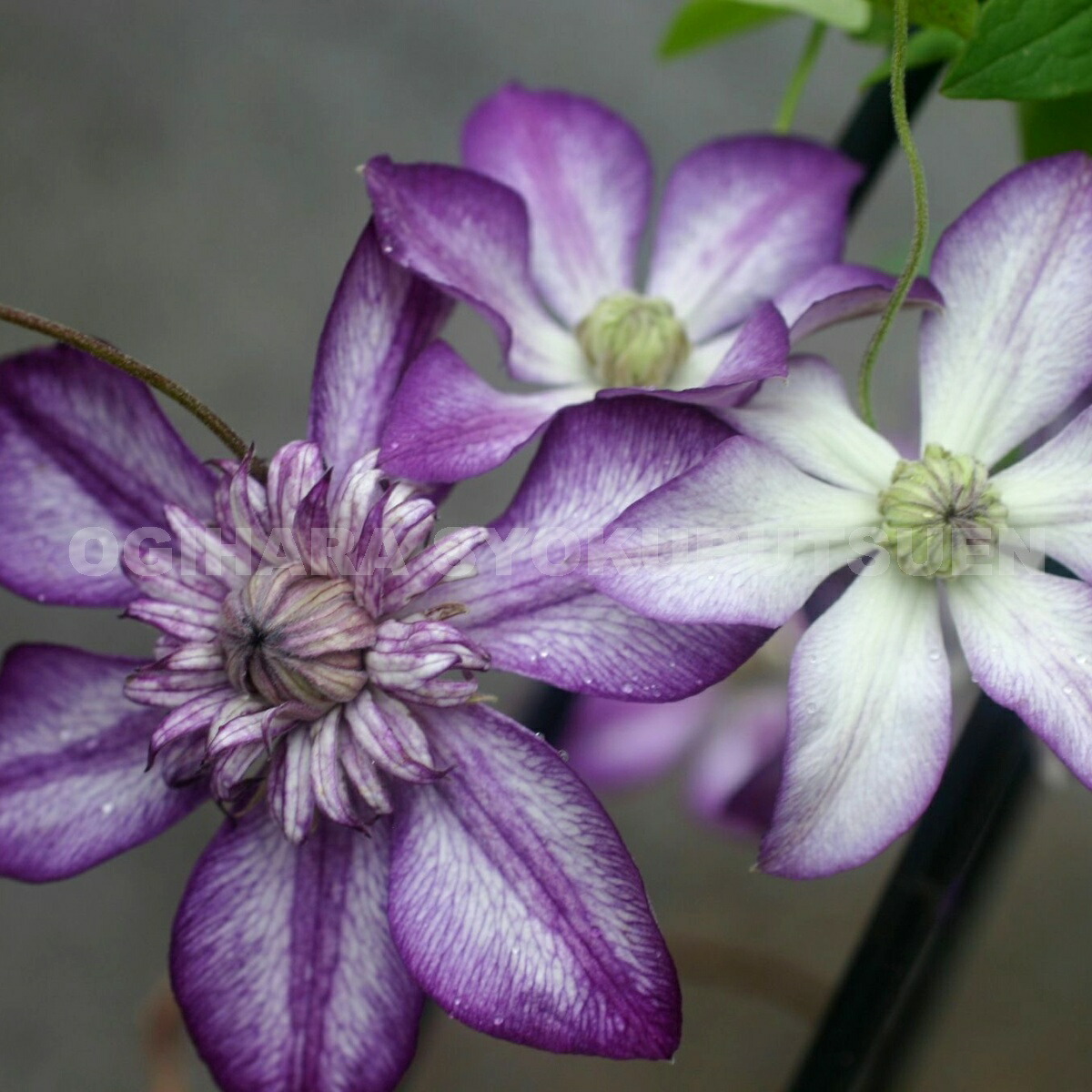 楽天市場】クレマチス モンタナ 'プリムローズ スター' 1年苗 : お