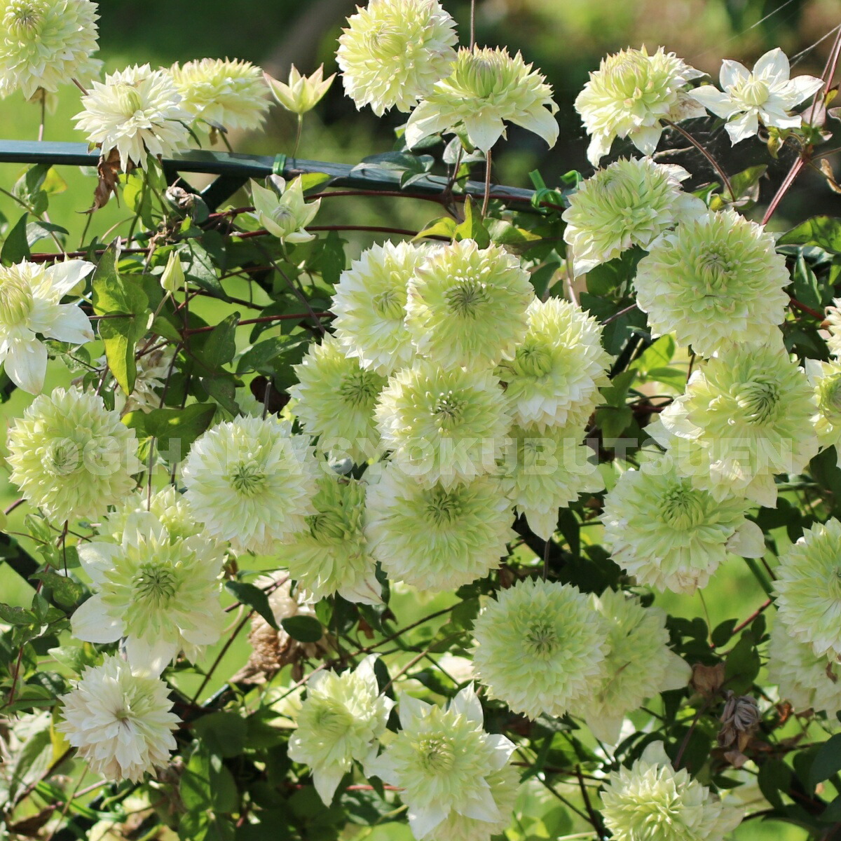 楽天市場 クレマチス 白万重 シロマンエ １年苗 おぎはら植物園
