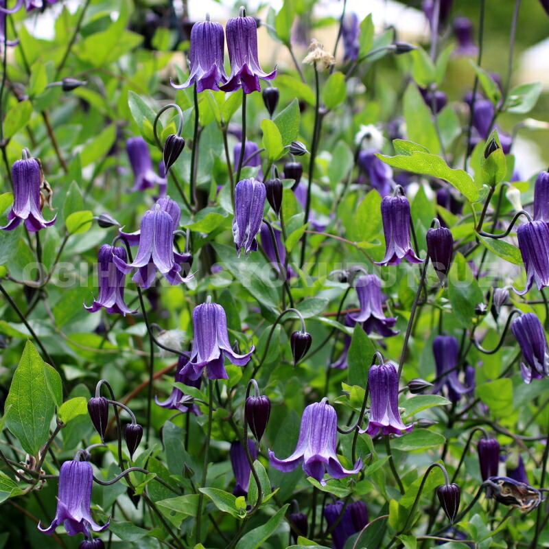楽天市場 クレマチス ロウグチ １年苗 おぎはら植物園