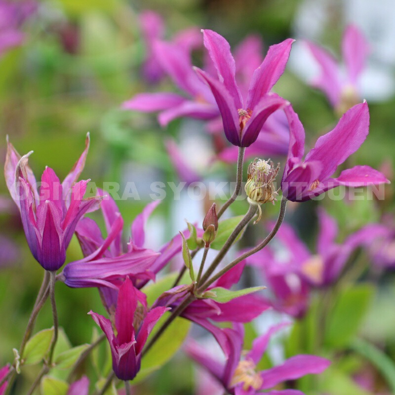 楽天市場】クレマチス 'エリオステモン' 2年苗 : おぎはら植物園