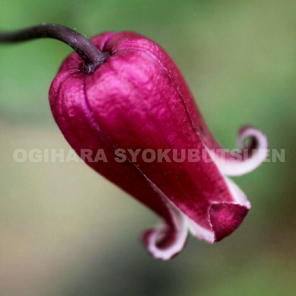 楽天市場】クレマチス モアフィールディー 2年苗 : おぎはら植物園