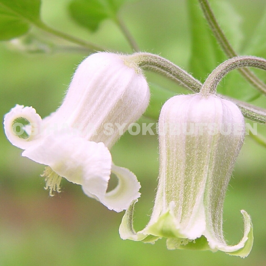 楽天市場】クレマチス インテグリフォリア '白麗'（ハクレイ） 1年苗