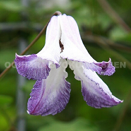 楽天市場】クレマチス ビチセラ 'ルノカ' (PVP) 2年苗 : おぎはら植物園