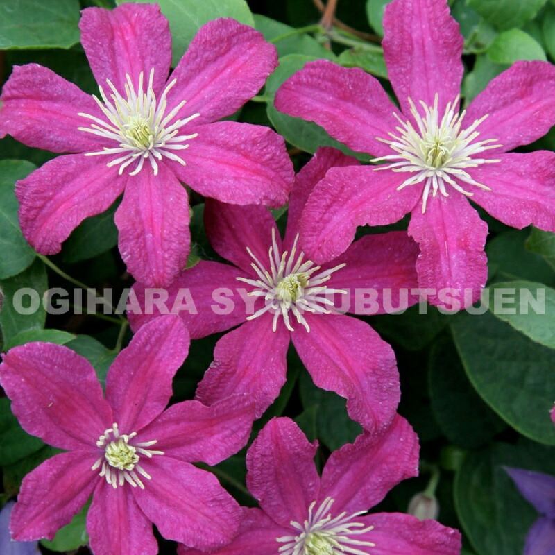 楽天市場】クレマチス ビチセラ 'ポリシュ スピリット' 2年苗 : お