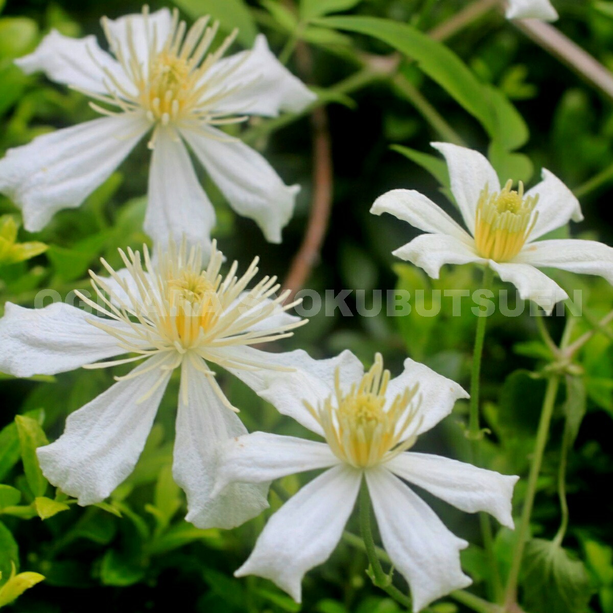 楽天市場】クレマチス アーマンディ 'アップル ブロッサム' 2年苗