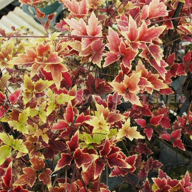 楽天市場 クレマチス トリコトマ ２年苗 おぎはら植物園