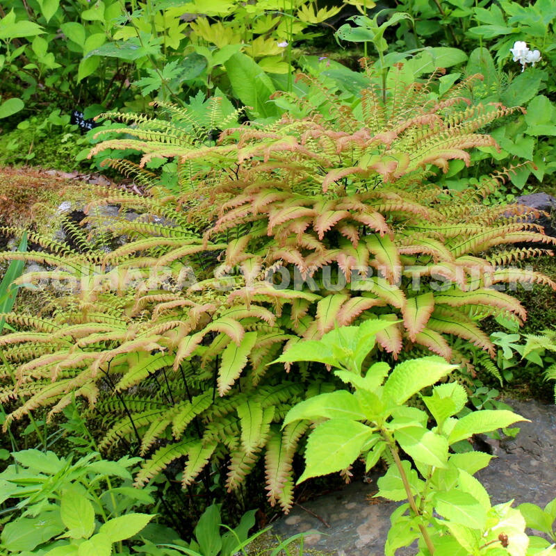 楽天市場】ダシリリオン ウィーレリ : おぎはら植物園 楽天市場】ダシリリオン ウィーレリ : おぎはら植物園