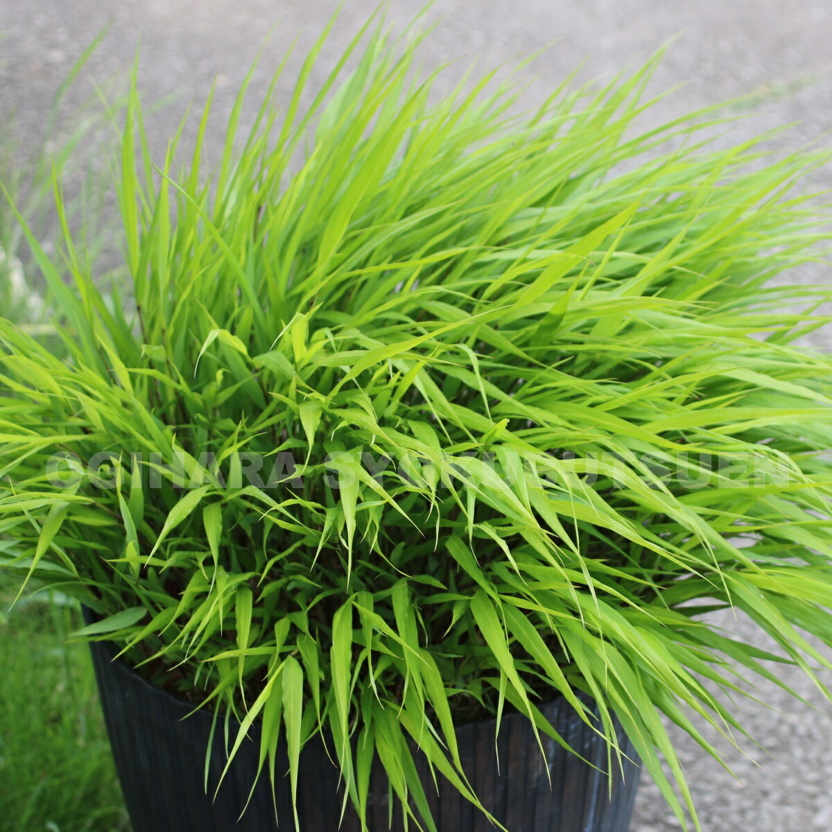楽天市場 緑葉フウチ草 おぎはら植物園 楽天市場 緑葉フウチ草 おぎはら植物園
