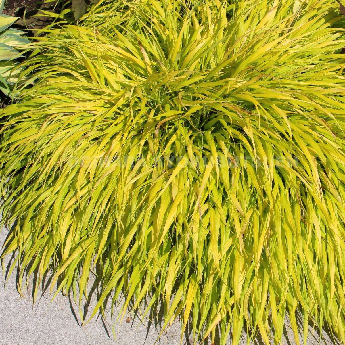 楽天市場 黄金フウチ草 おぎはら植物園 楽天市場 黄金フウチ草 おぎはら植物園