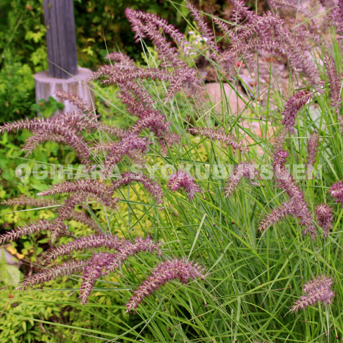 特大ペニセツム  セタケウム ☆パープルファウンテン☆入荷しました♪ 特大ペニセツム セタケウム ☆パープルファウンテン☆入荷しました