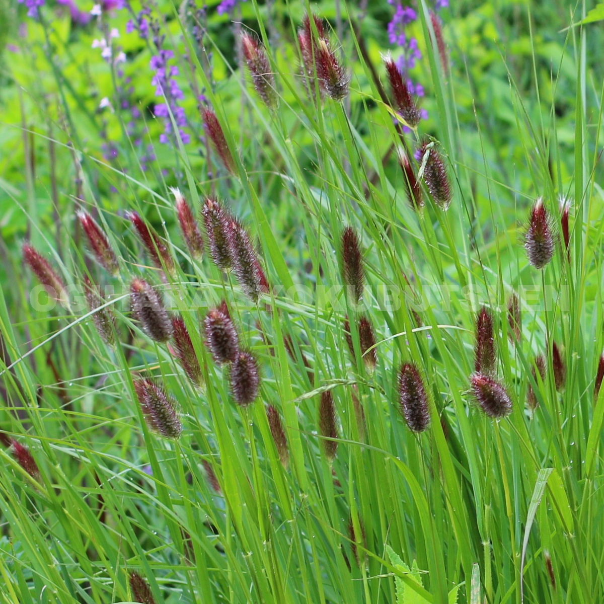 楽天市場 グラス類 おぎはら植物園