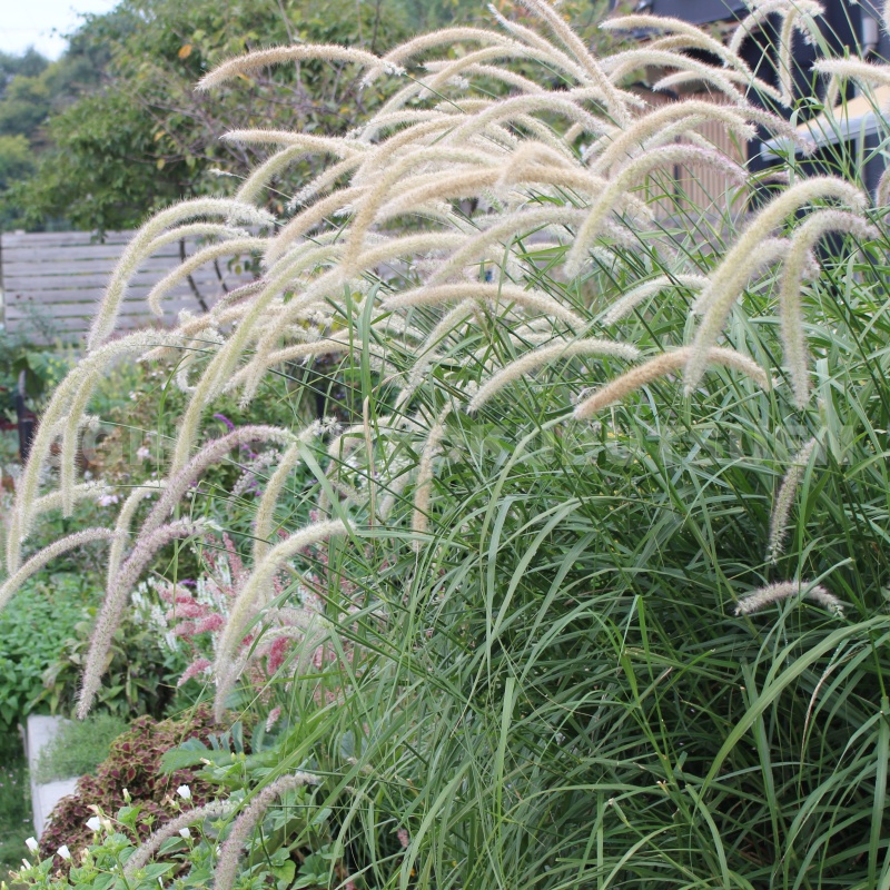 楽天市場】グラス パンパスグラス 'エビータ' : おぎはら植物園