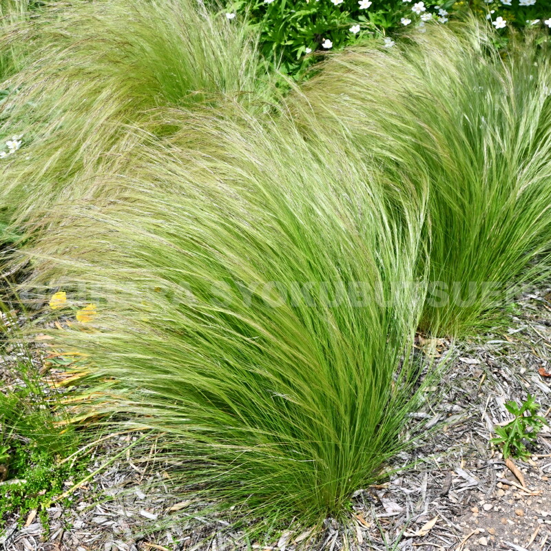 楽天市場 グラス スティパ エンジェル ヘアー おぎはら植物園