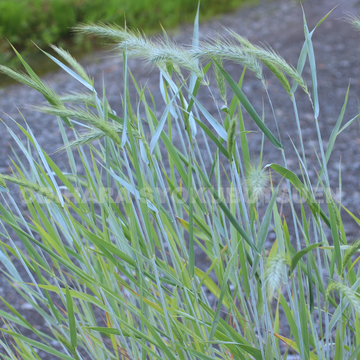 楽天市場 グラス類 おぎはら植物園