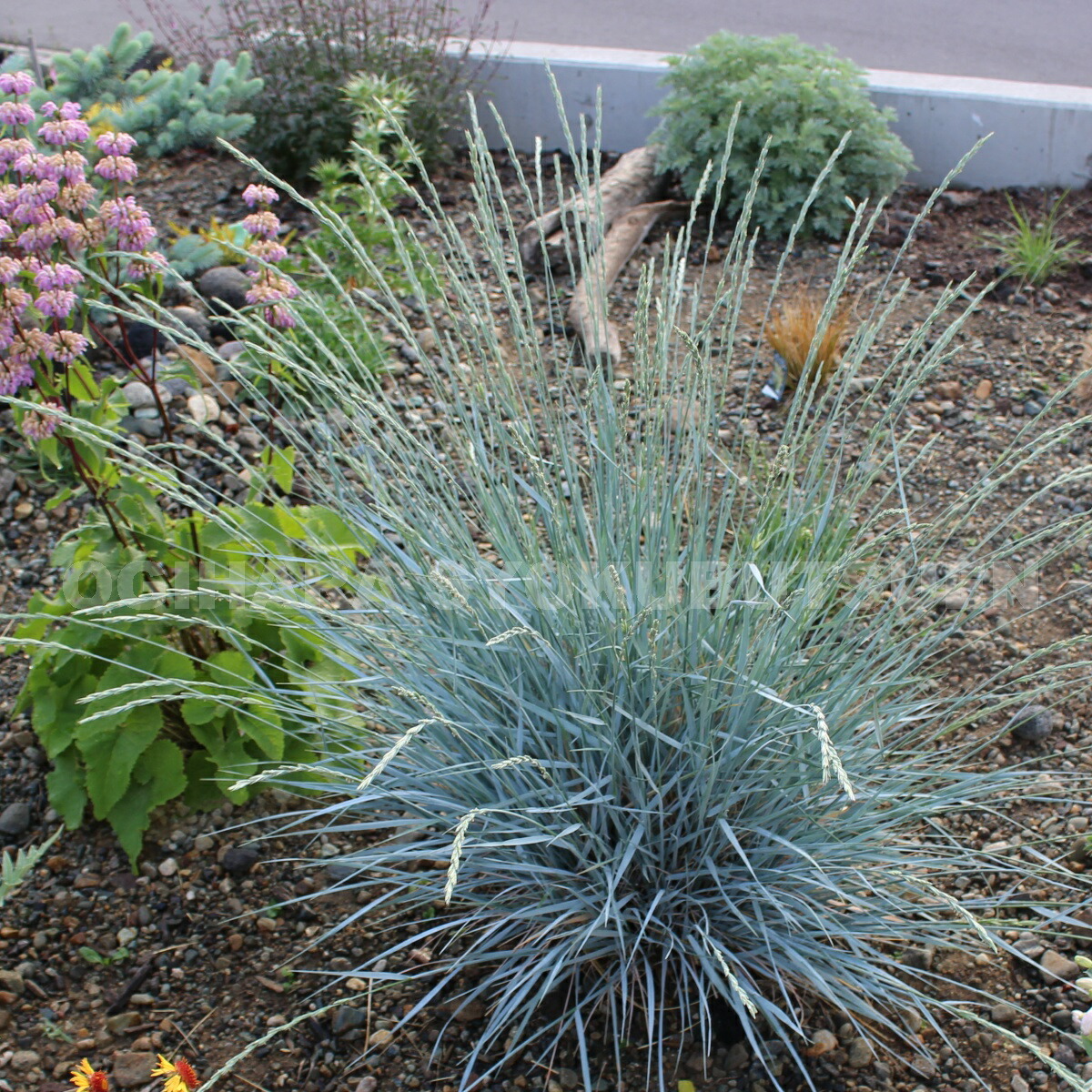 楽天市場 グラス エリムス マジェラニカス おぎはら植物園