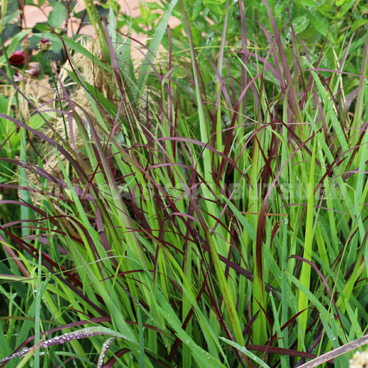 楽天市場 グラス パニカム チョコラータ おぎはら植物園