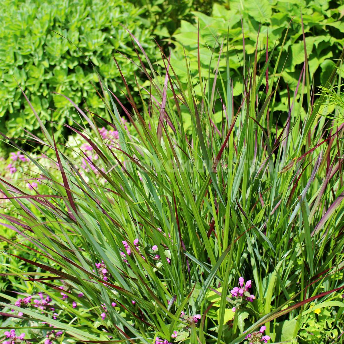 楽天市場 グラス パニカム シェナンドア おぎはら植物園