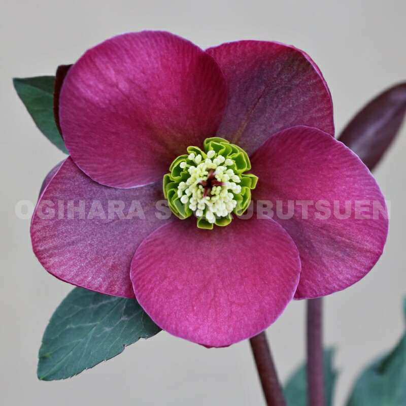 楽天市場】クリスマスローズ クロアチカス 開花苗 : おぎはら植物園