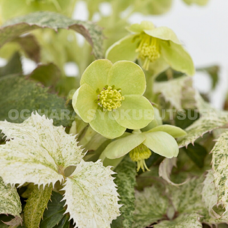 クリスマスローズ H. × sternii \"Diamond Dust\" クリスマスローズ H. × sternii 