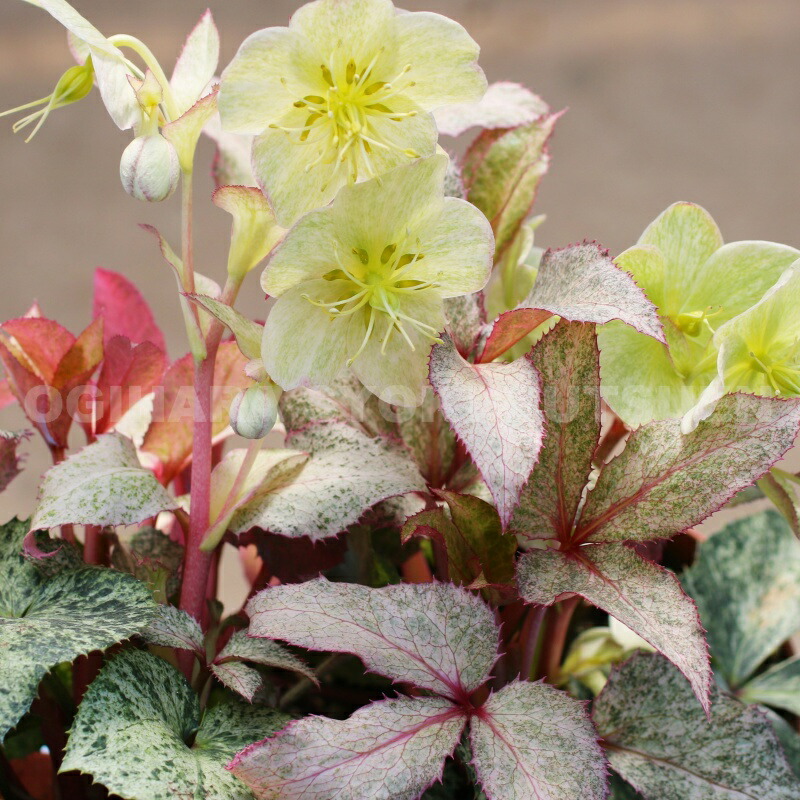 クリスマスローズ種　３粒 楽天市場】クリスマスローズ原種・トルクァツス苗ボスニアtor3/販売