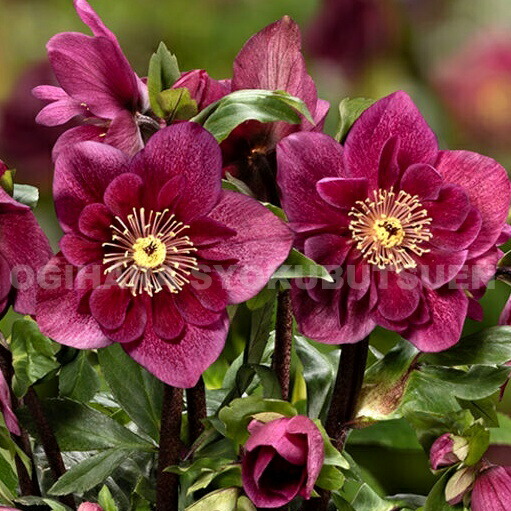 楽天市場】クリスマスローズ ステルニー 'ネオ カレイドスコープ' 小苗