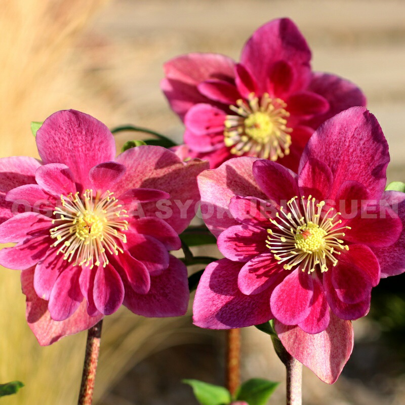 ☆frozenページ☆ホワイトローズと小花のシルバーリボン入り豪華大リース クリスマスローズ,童仙房ナーセリー＆ガーデンのクリスマスローズ,氷の