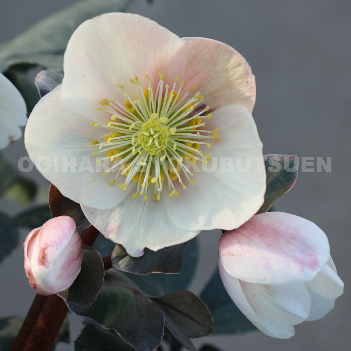 楽天市場】予約販売 クリスマスローズ ピンクニゲル 広瀬園芸さん 4.5